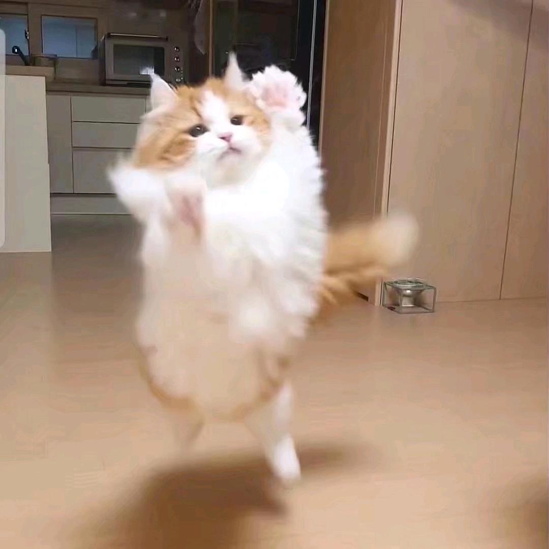 蛮不姜理.头像
