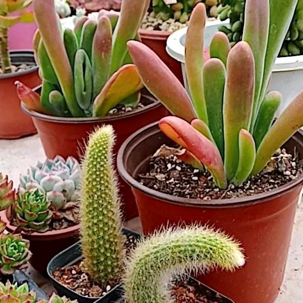 花🌸满楼