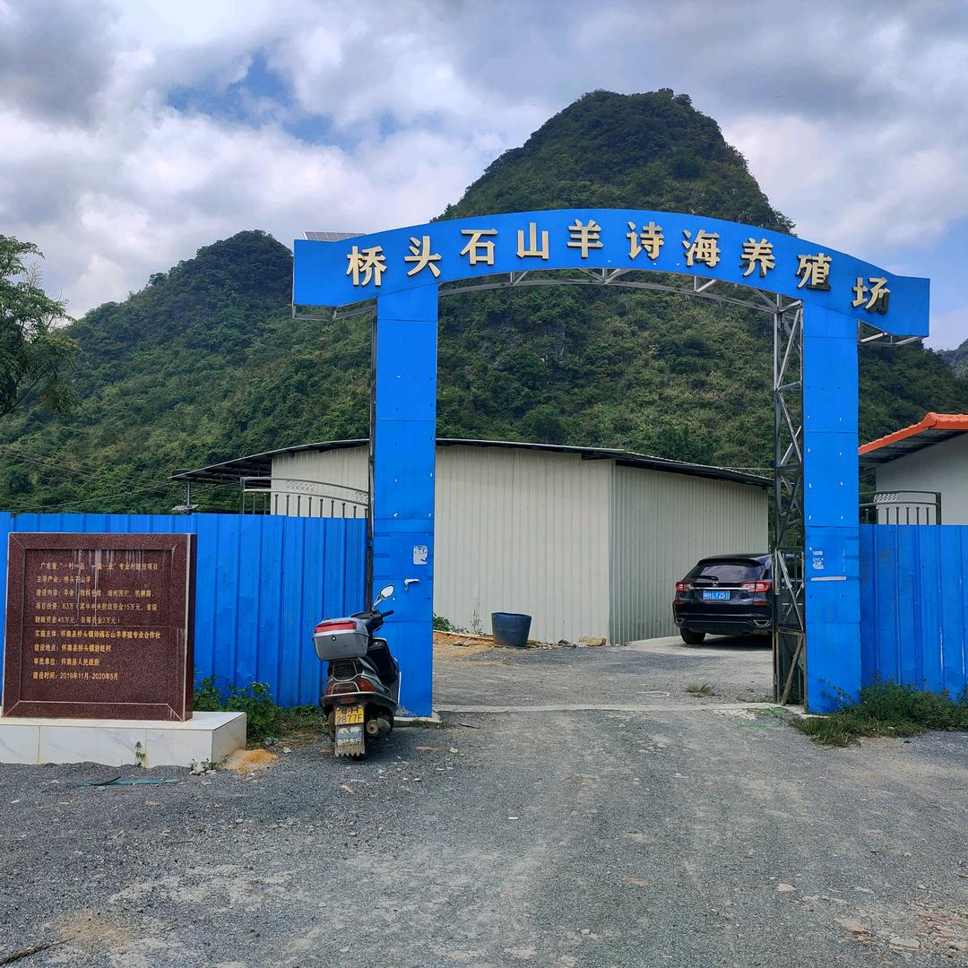 怀集桥头石山羊