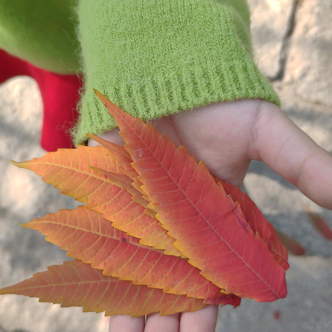 嘟嘟草莓🍓豆