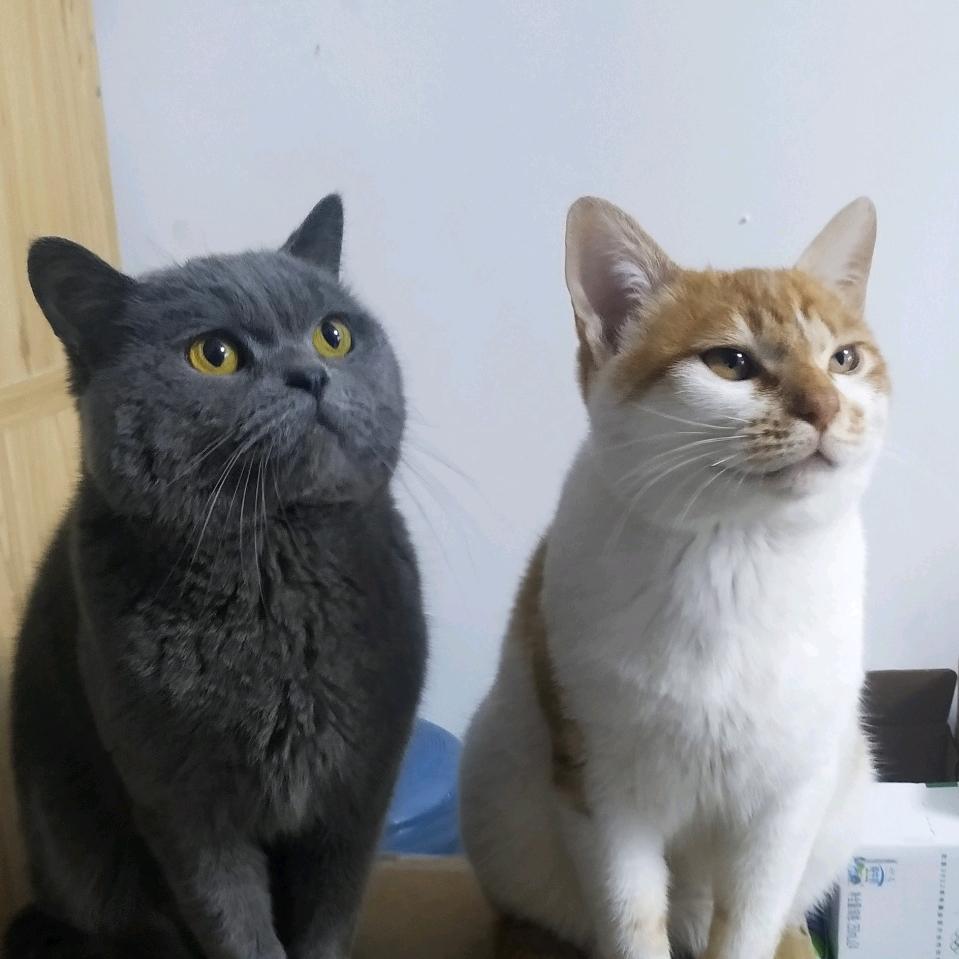 懒猫猫