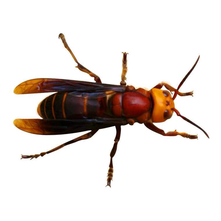 怀化胡蜂养殖.....小杨