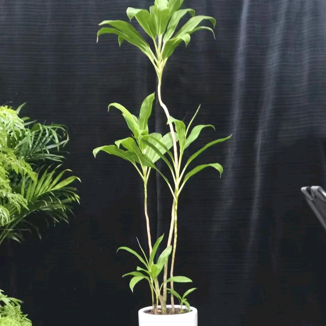 🍁一叶一菩提🍂