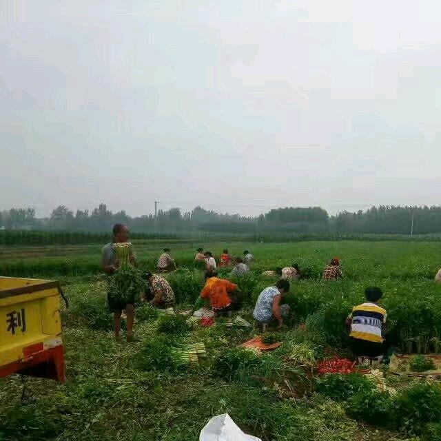 农村大勇哥