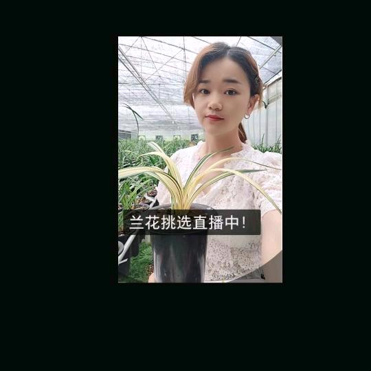 刘小芳兰园品包对版包健康（孕晚期)