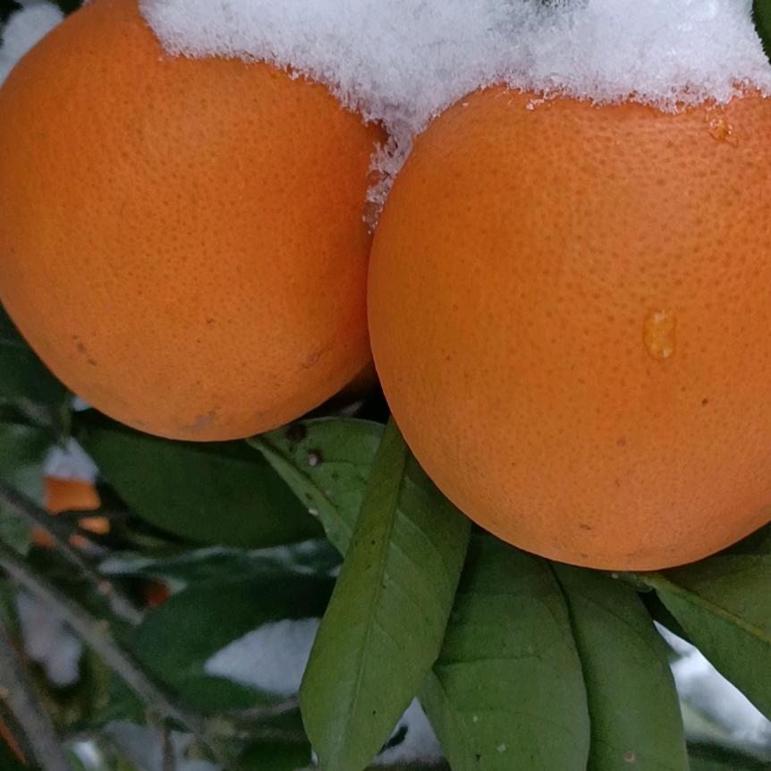 山江雪橙