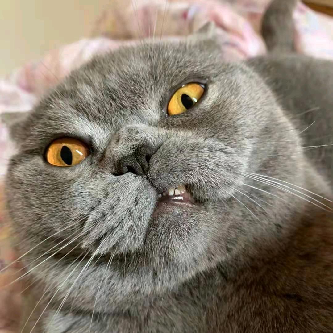 精灵鼠小弟