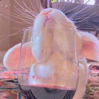 橘橘子