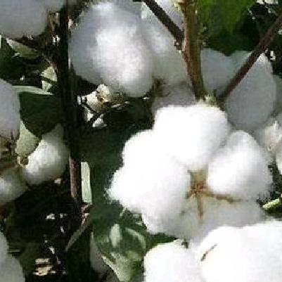 👁👁新疆暖心棉絮👀18139220