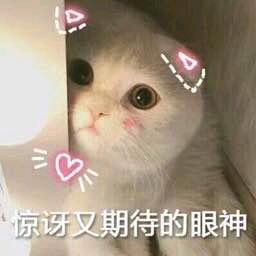 王晨曦