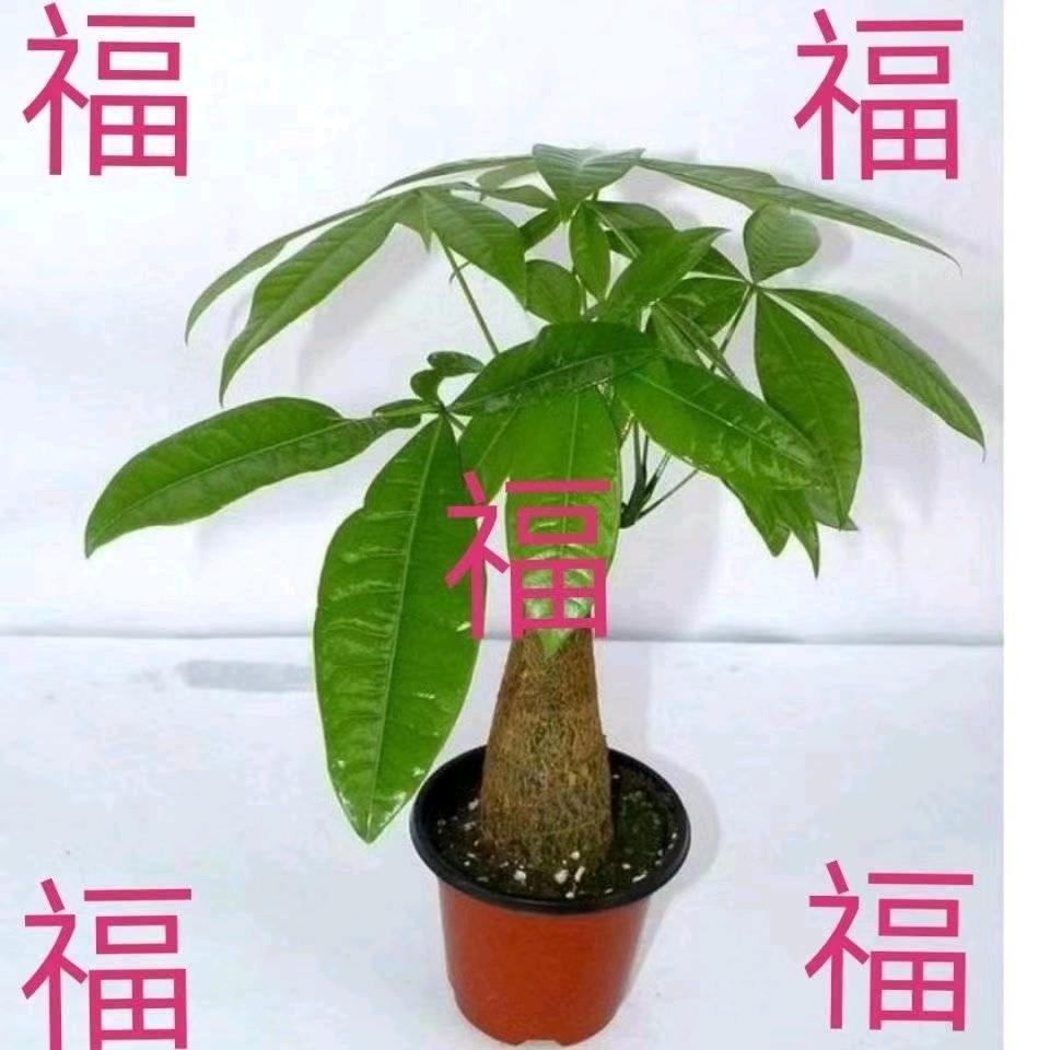 国学正易（收徒教学）