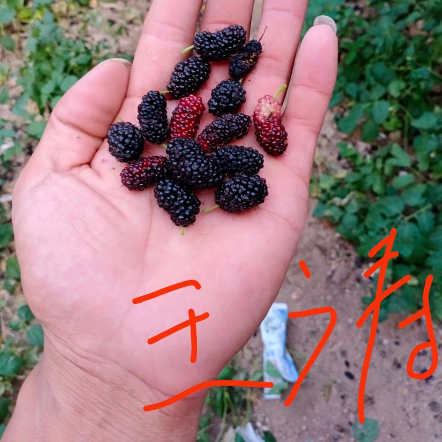 王涛专业外墙仿石漆