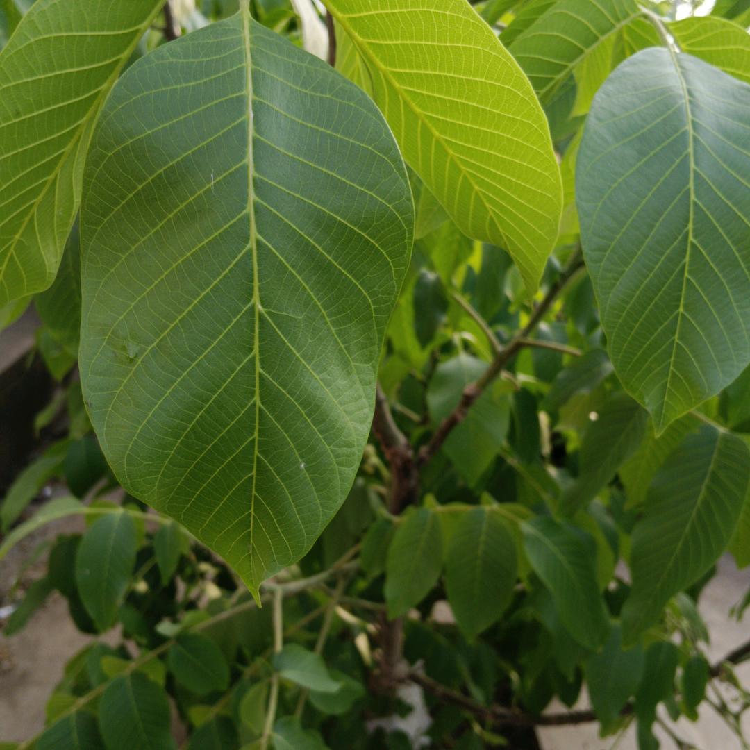 吃奶小牛犊