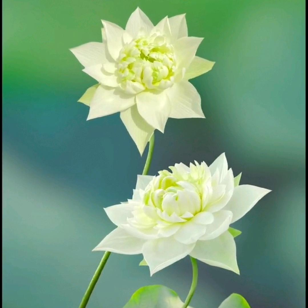 天涯共此时