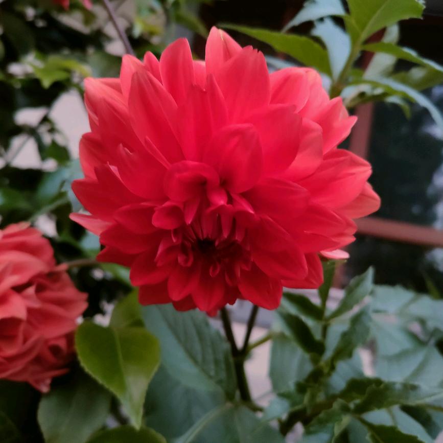 酒席凉菜卤味！煲仔饭！