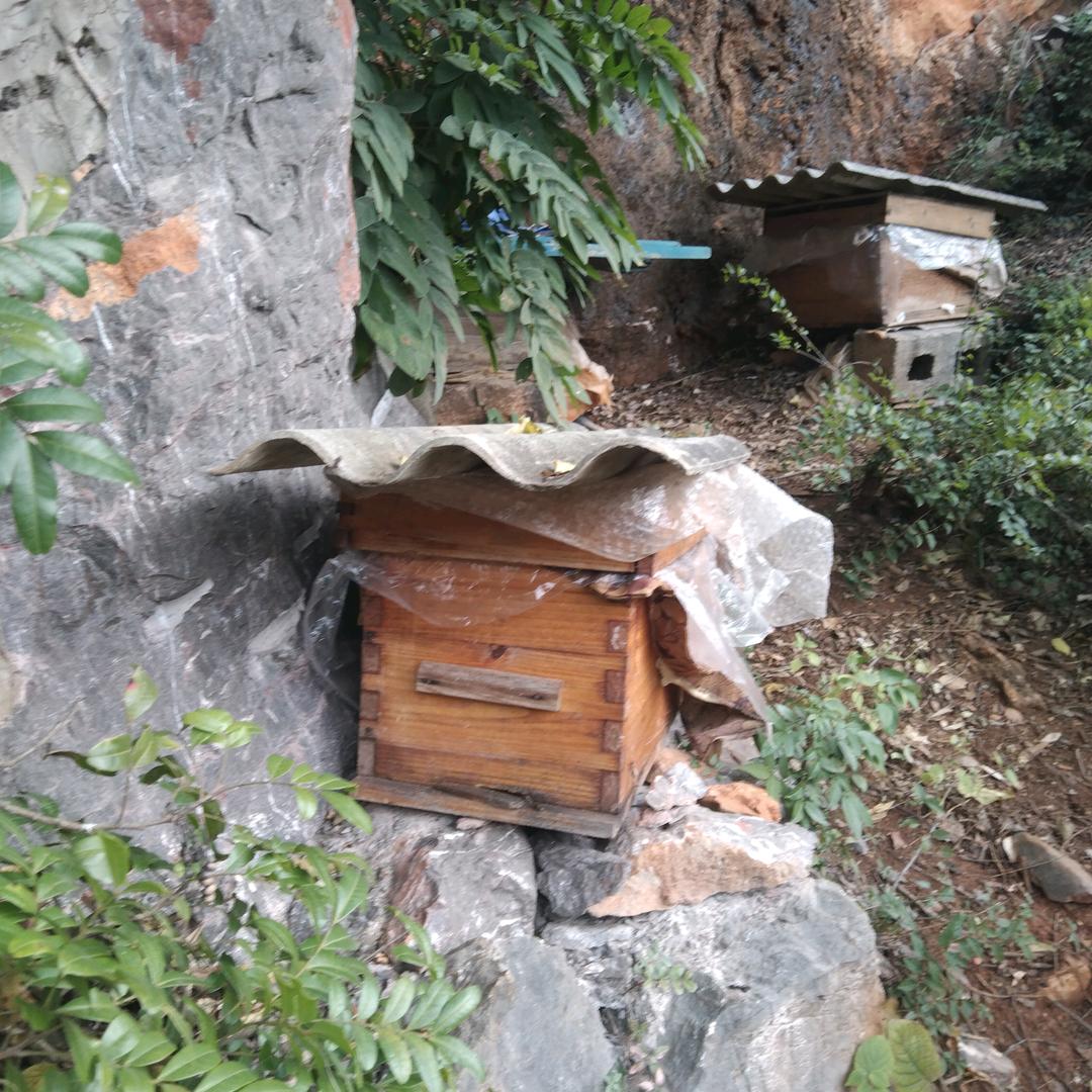 土蜂养殖