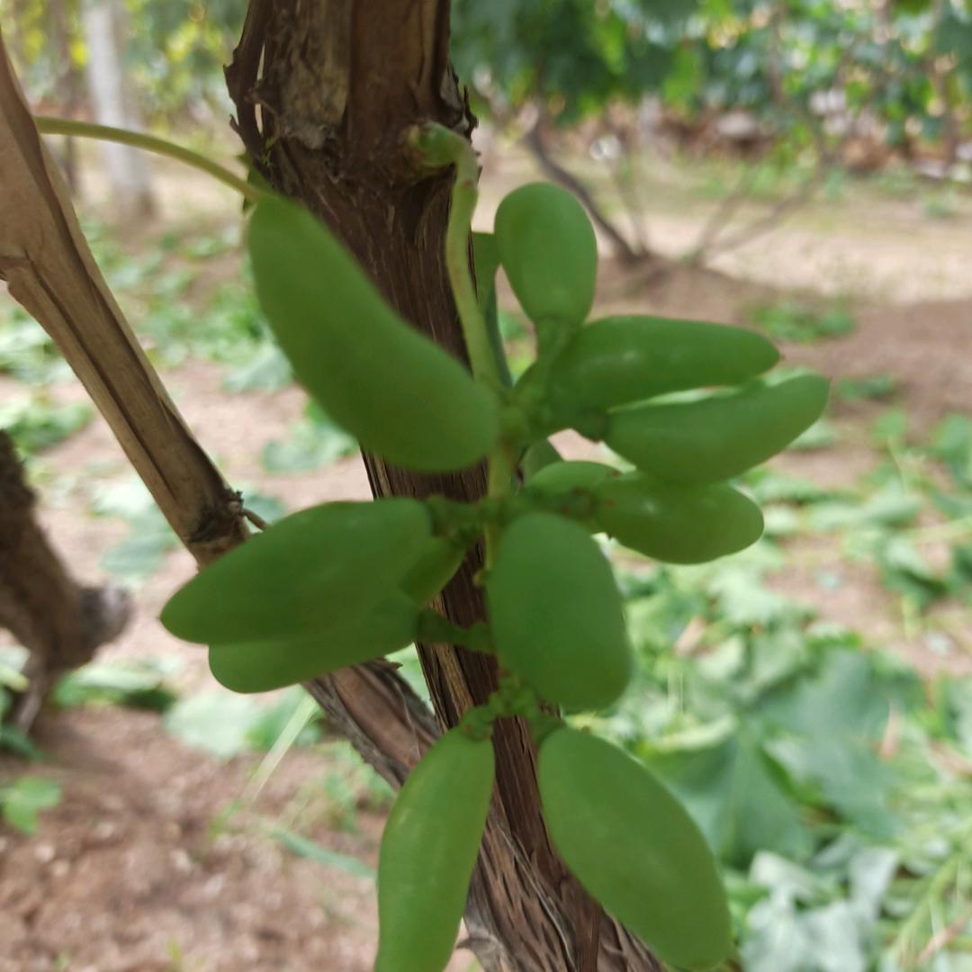 正宗尹家五龙埠葡萄