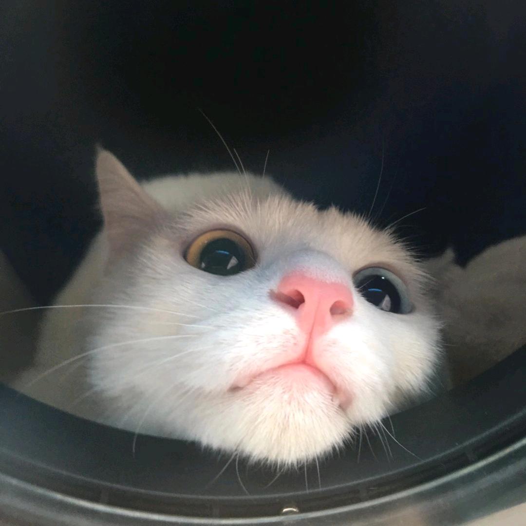 四季的杨               。