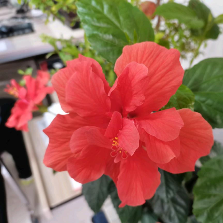 蓝花草