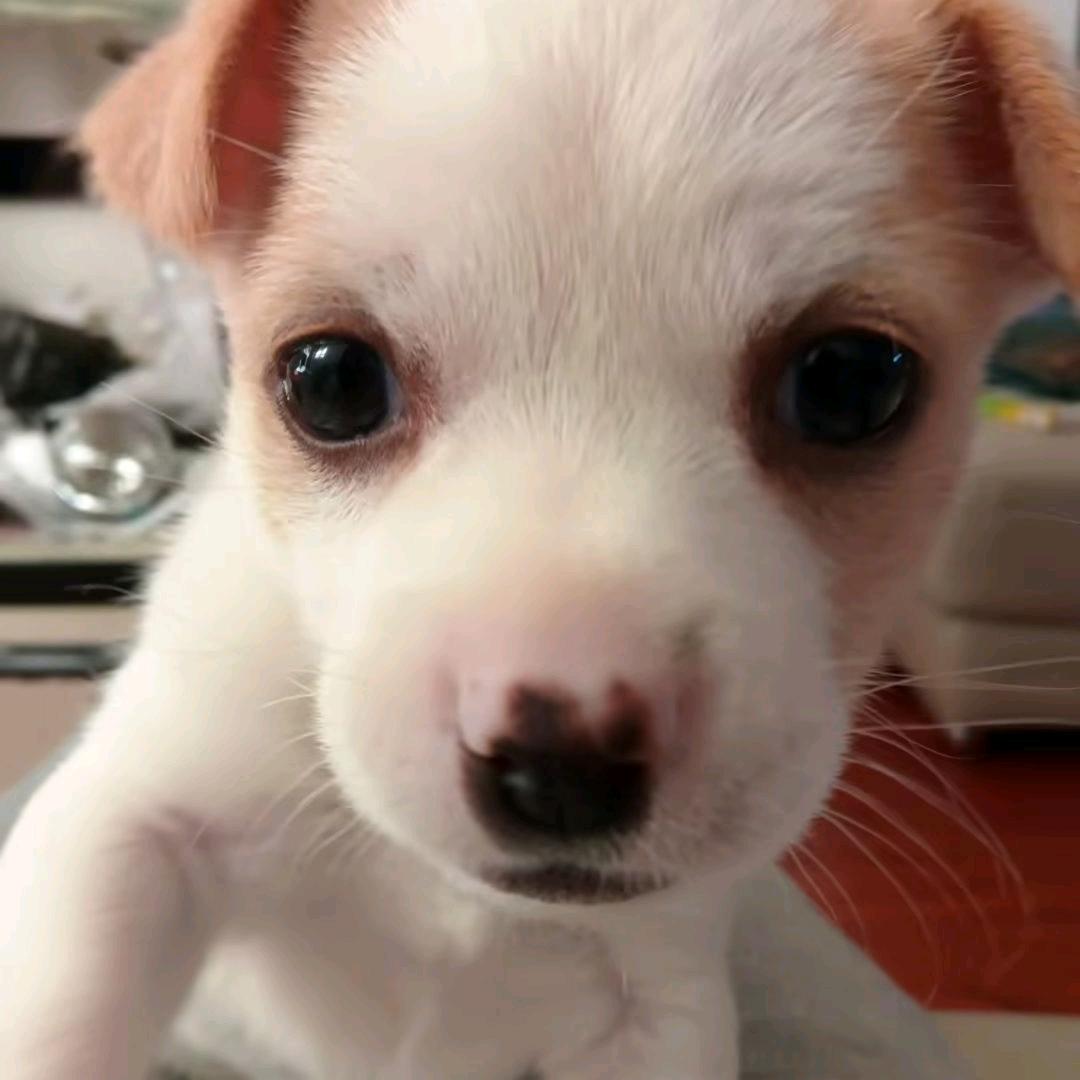 面条鱼