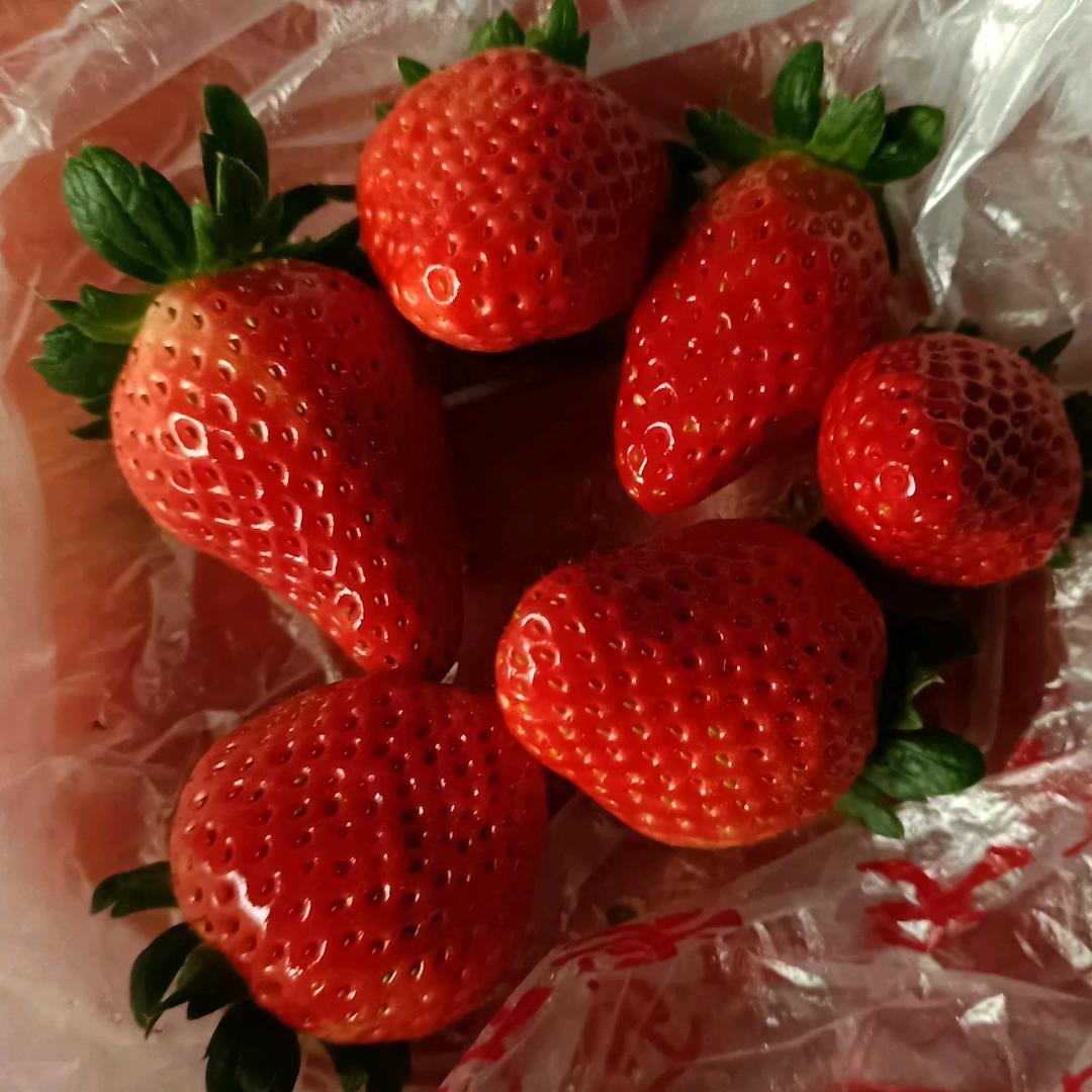 天仙醉奶油草莓种植户1303508138