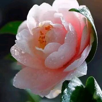 永