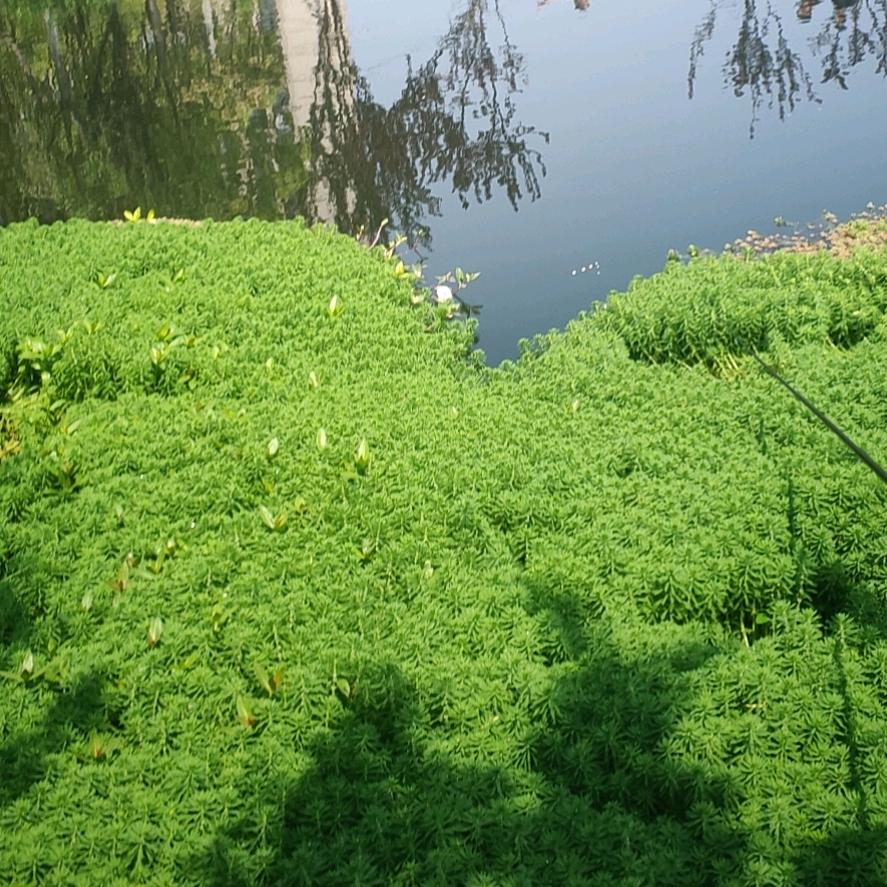 单恋🌸一枝花🌸
