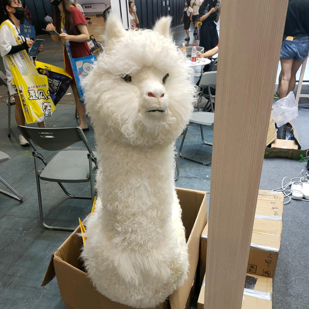 猫咪打电动