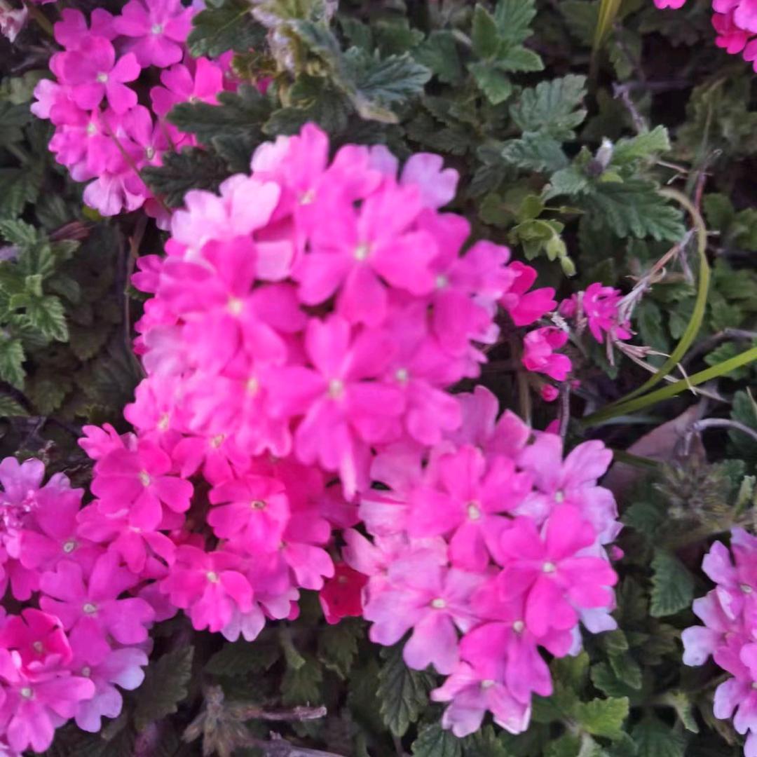 繁华世界(请勿连赞)