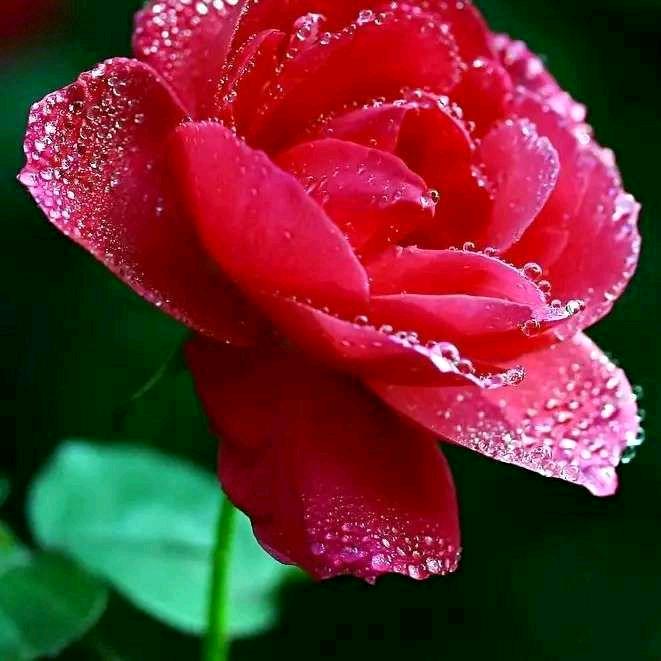 🌺🌺顺其自然🌹🌹