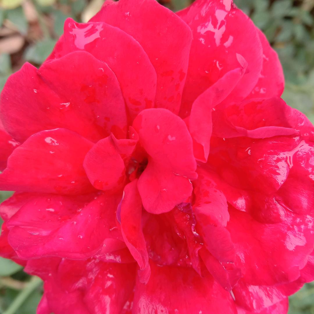 王家姑娘，王家媳妇