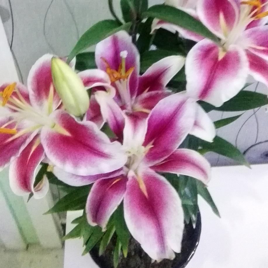 ～～～一笑而过～～～