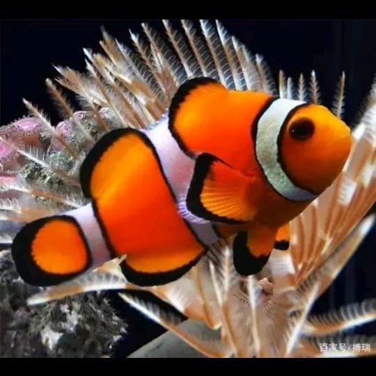 🏍️🏍️🏍️