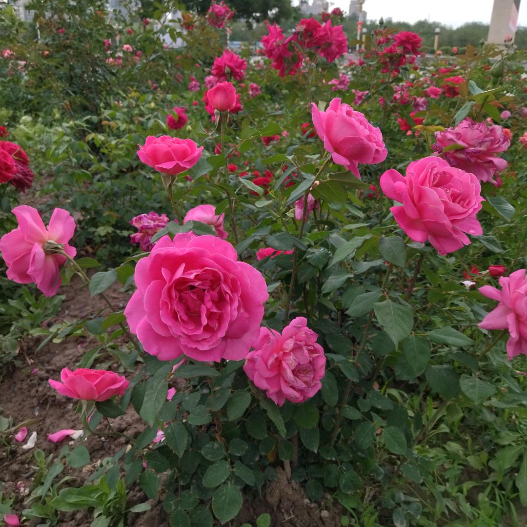 每天有个好心情。