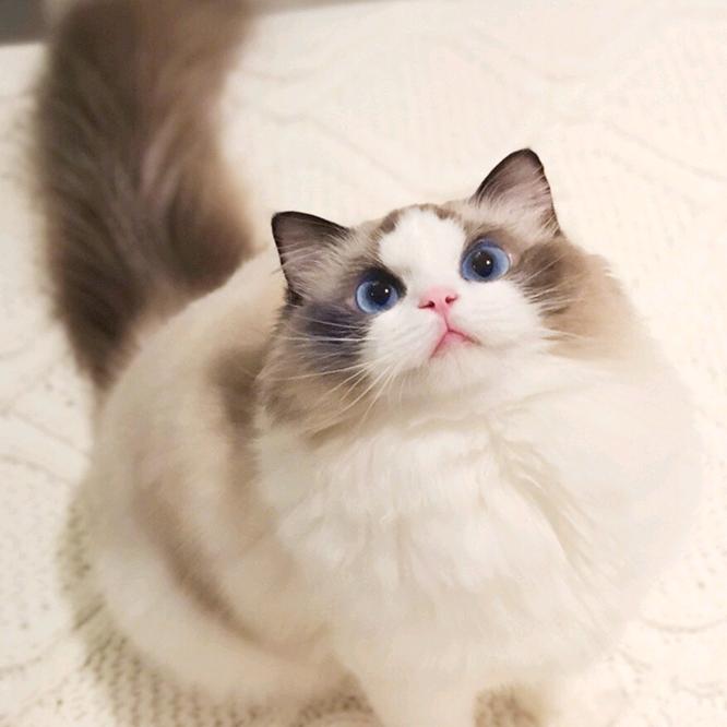 冷儿