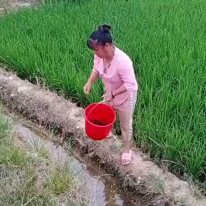 爱珍的生活