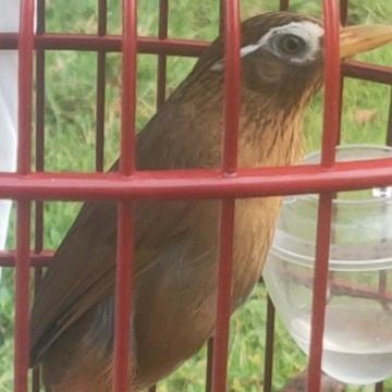 画眉鸟食