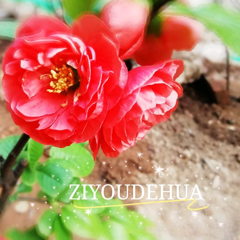 由自的花