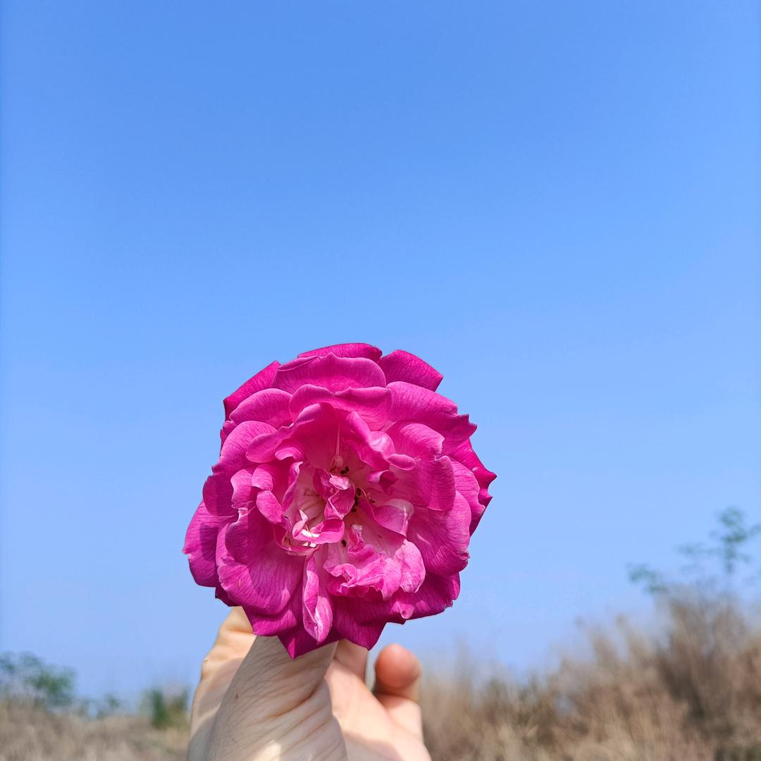 @大岚
