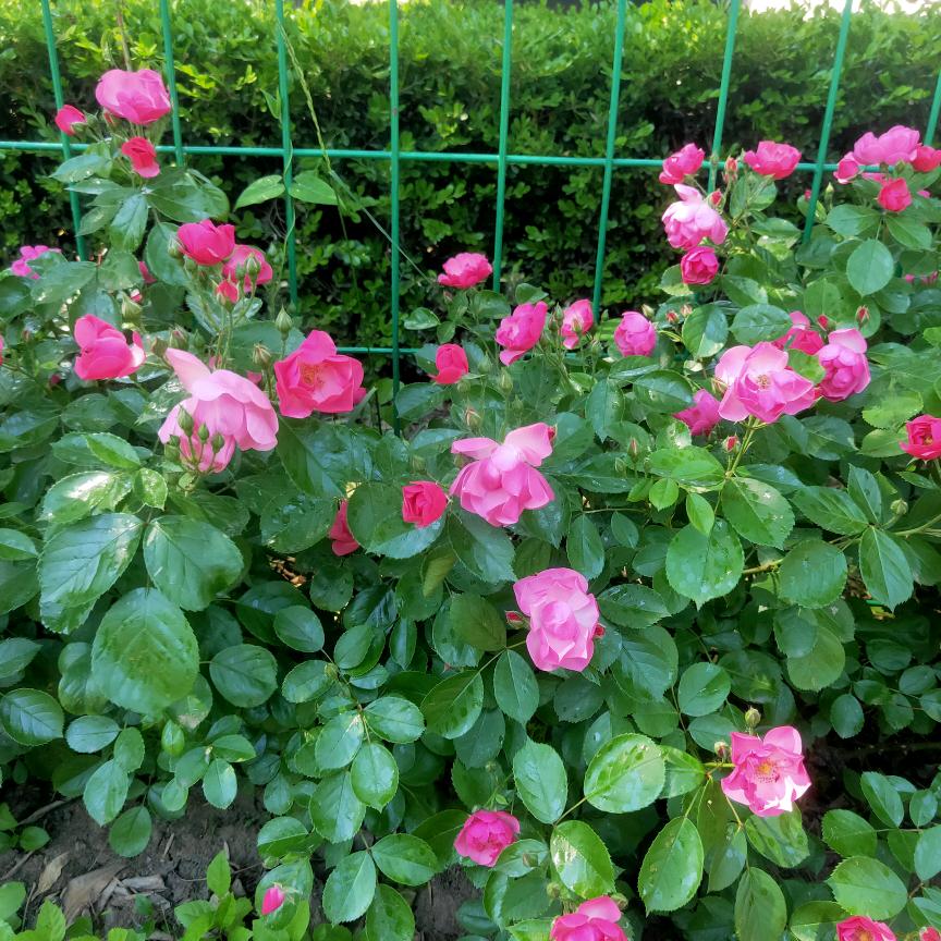 三月