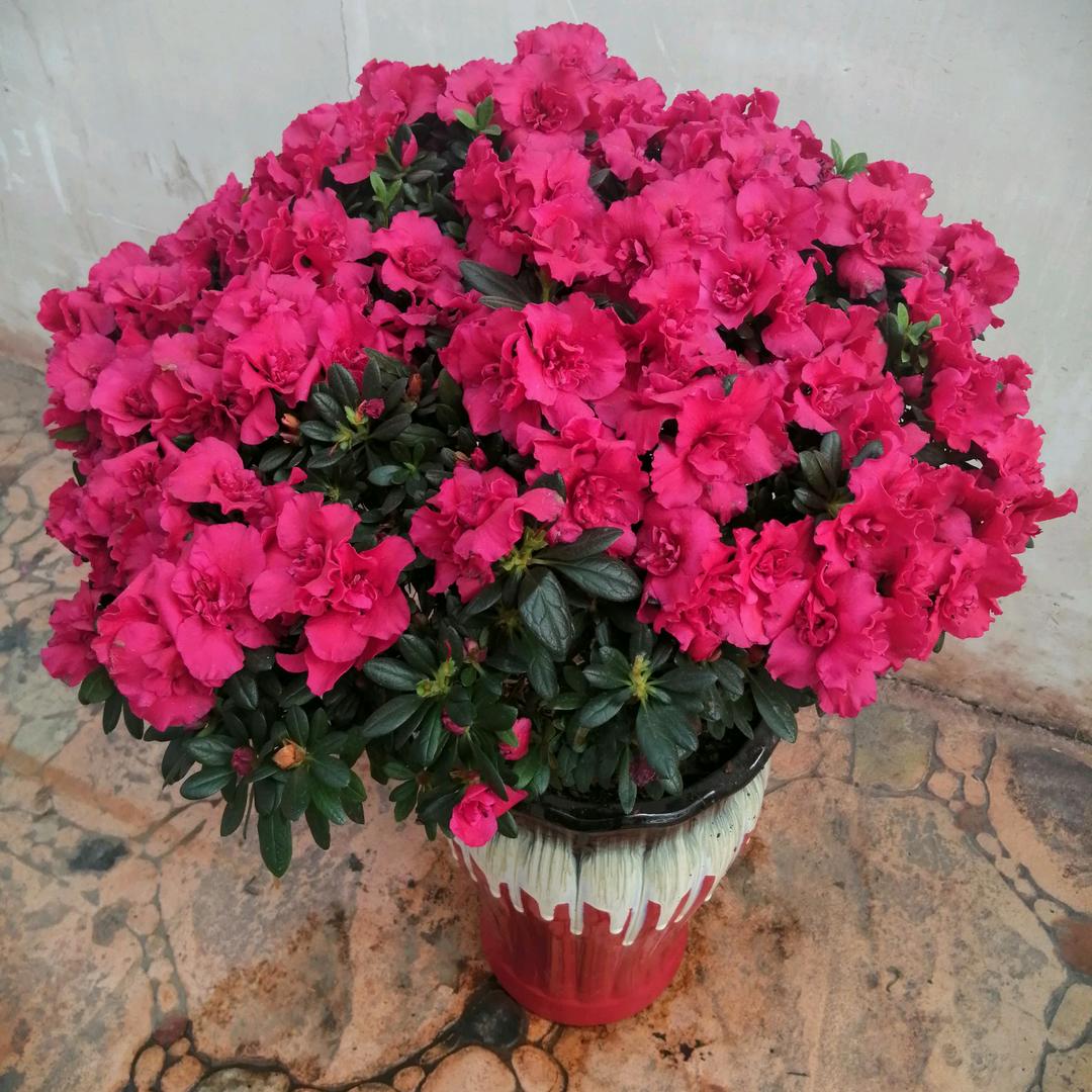 🌹雪🌹花🌷飘🌷飘🌹