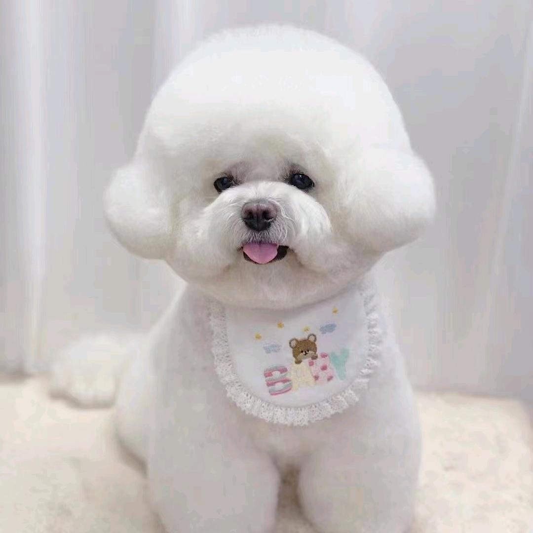 精品比熊，撒莫耶