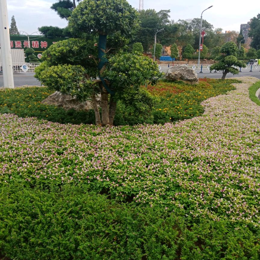 .爱拼才会赢