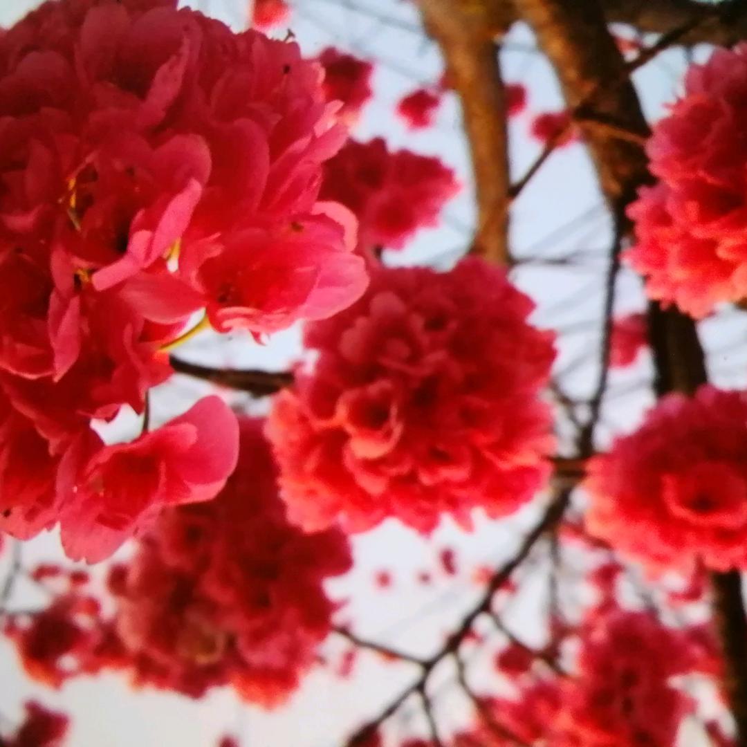 彩虹彩虹