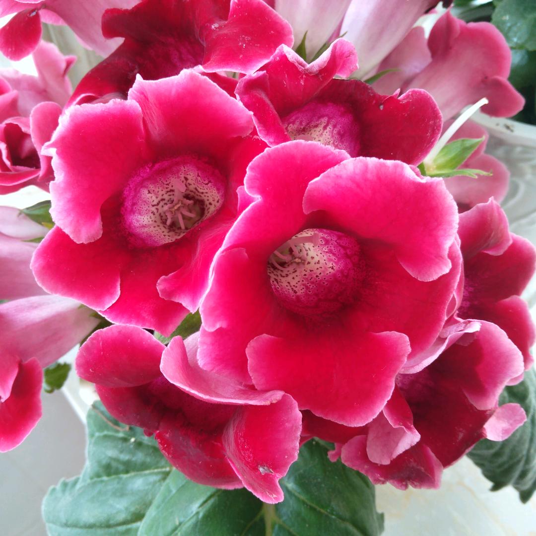 凤凤  💐