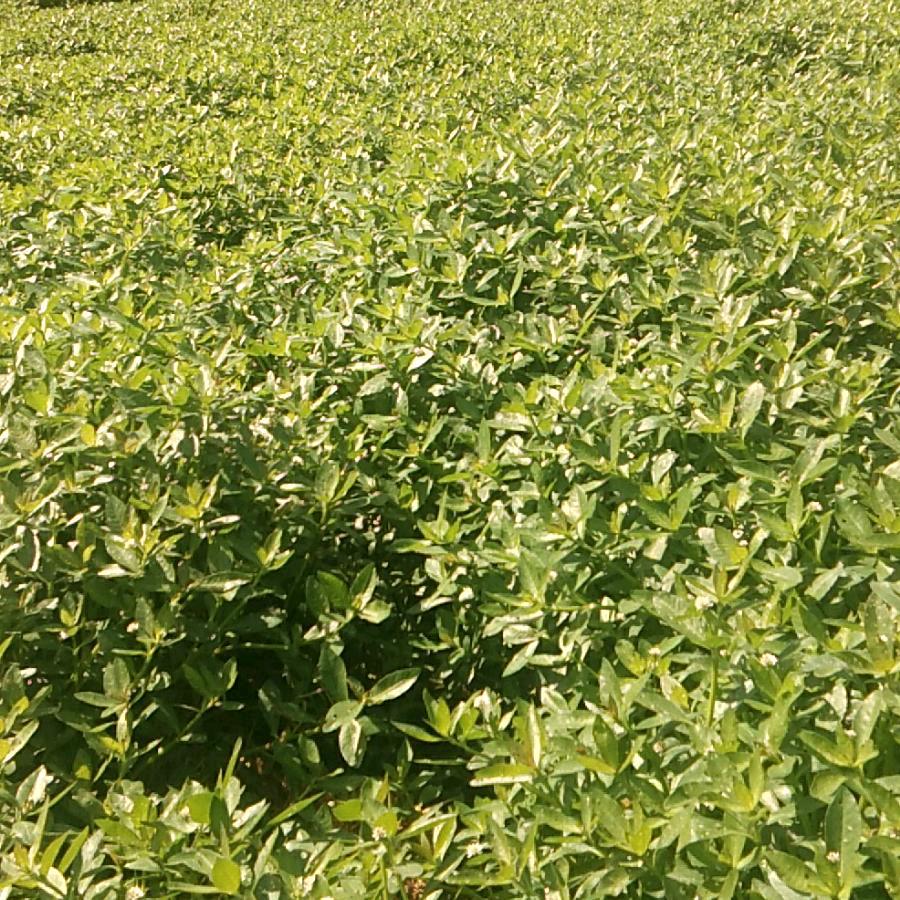 耿大郢村耿云养殖场