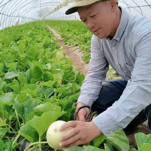 闫良老实人甜瓜（卷土重来）