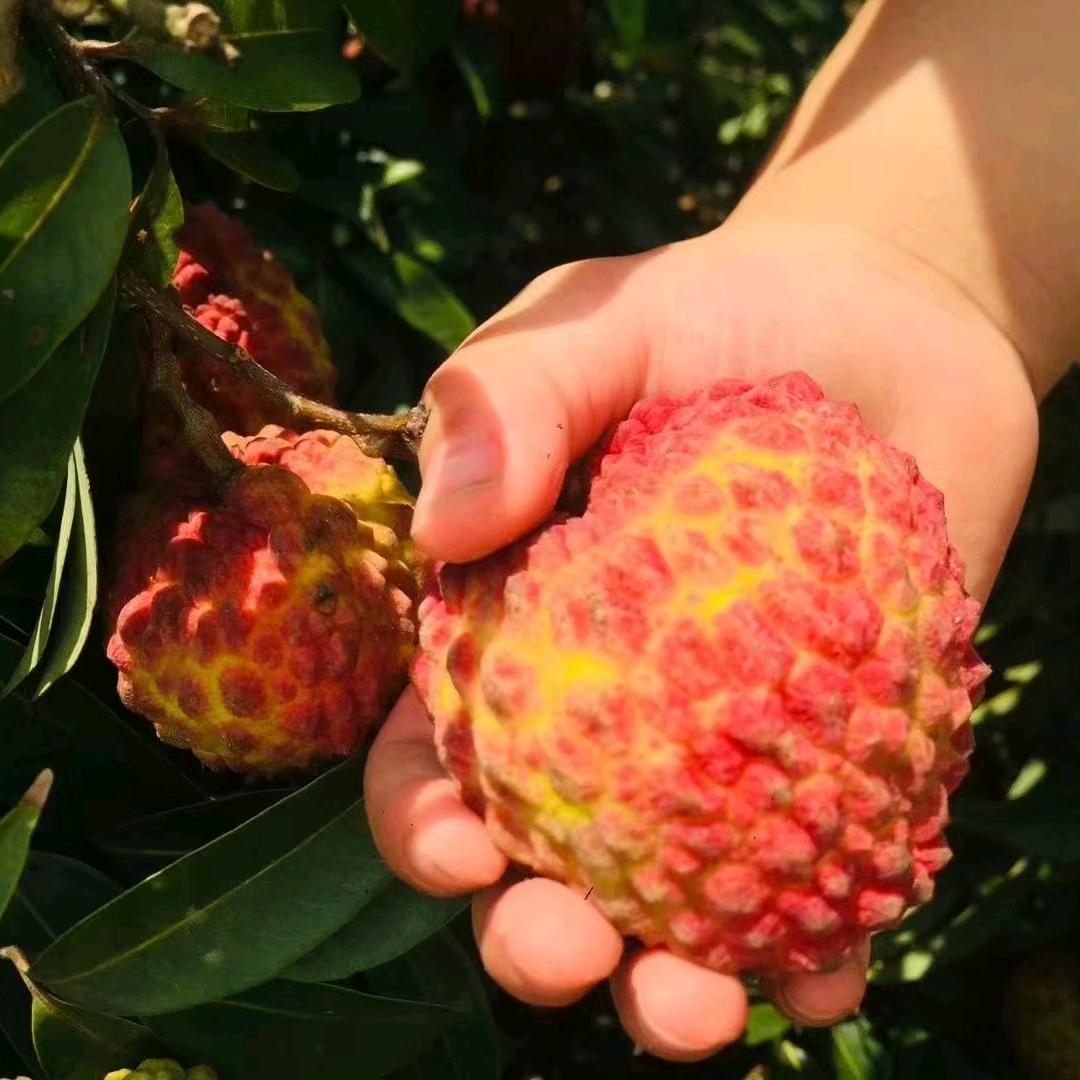 果木岛顺民果树苗木专卖店