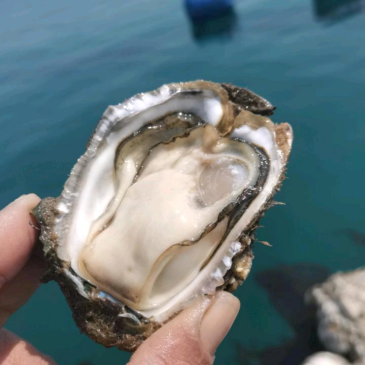 闽K蚝益哥