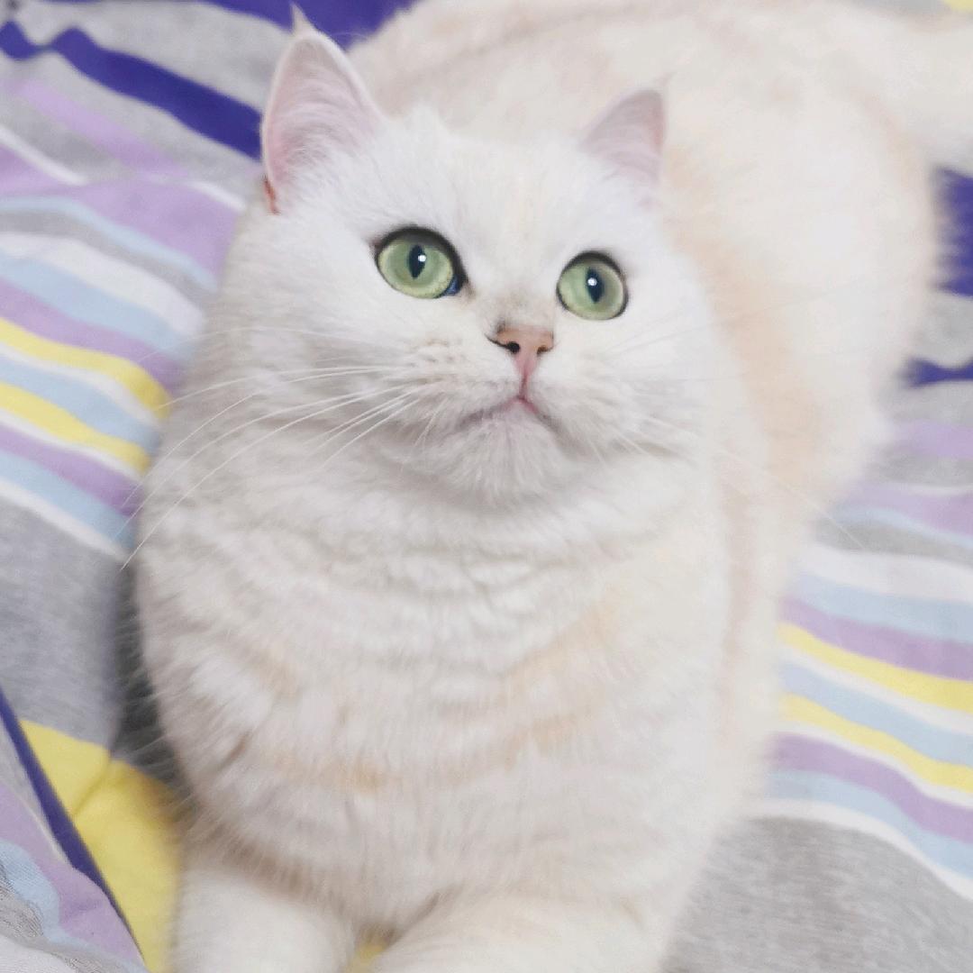 喵你妹呀头像